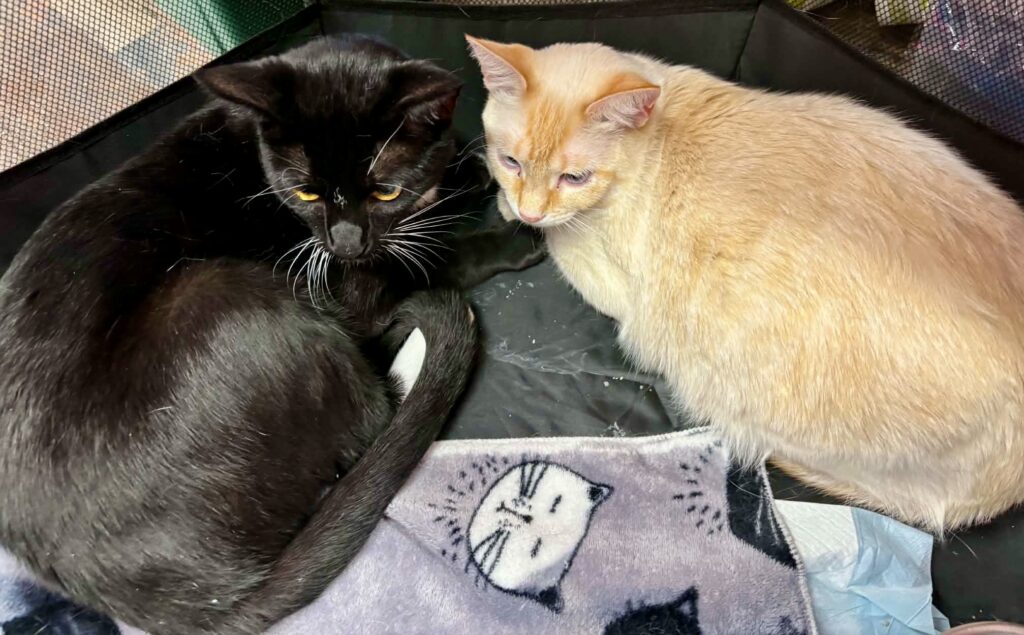 Jack and rose