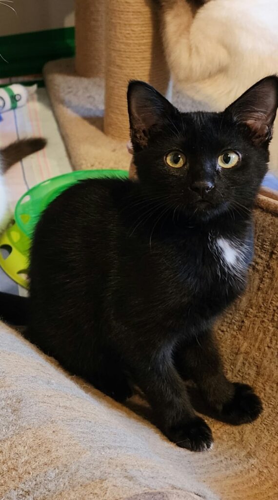 Kahlua
